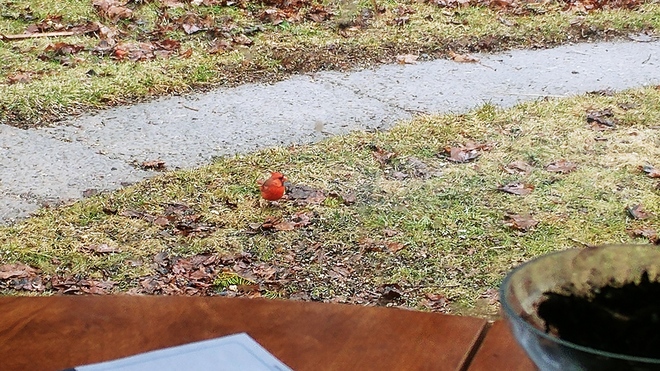 Male Cardinal, our successfull Winter Warrior Pointe-Claire, QC