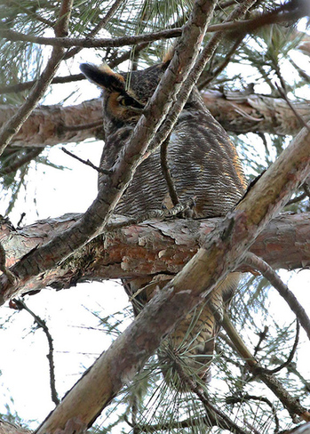 Great Horned Owl Ottawa, ON