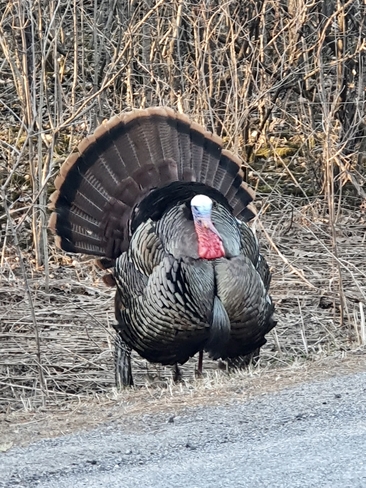Roadside sighting of this handsome bachelorâ€¼ï¸ Kingston, Ontario, CA