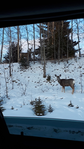 Deer Caroline, AB