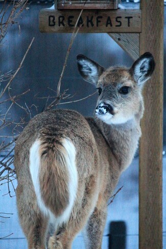 Caught with her nose in the . . . Birdfeeder! Ranchland No. 66, AB