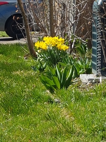 Daffodils ðŸ’›ðŸ’›ðŸ’› Hamilton, ON