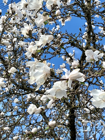 Spring blooms. Abbotsford, British Columbia, CA