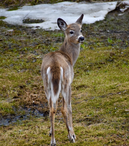 Spring Deer Magnetawan, Ontario | P0A 1P0