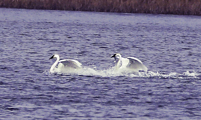 Trumpeter Swans Splash Down South Stormont, ON