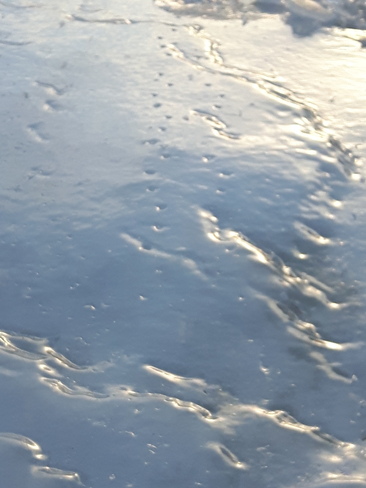 Mouse footprints in the ice Lakeville, New Brunswick
