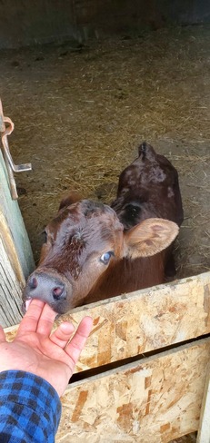 baby calf Biggar, SK