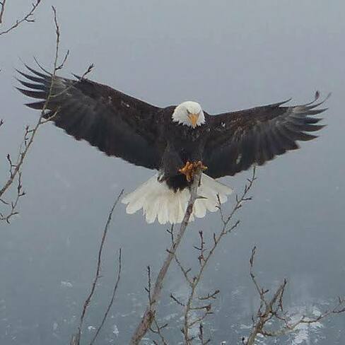 Eagle landing Grand Forks, BC
