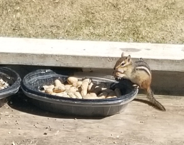 The chipmunks are back! Meaford, ON