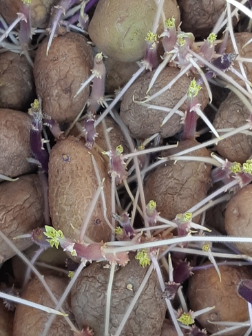 Plant Potatoes In Early Spring Fraser Valley, BC