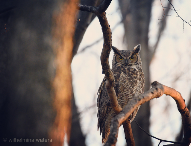 Great Horned owl Chatham-Kent, Ontario, CA