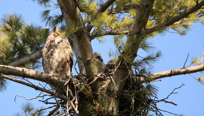 Neighborhood Great Horned Owls Brantford, ON