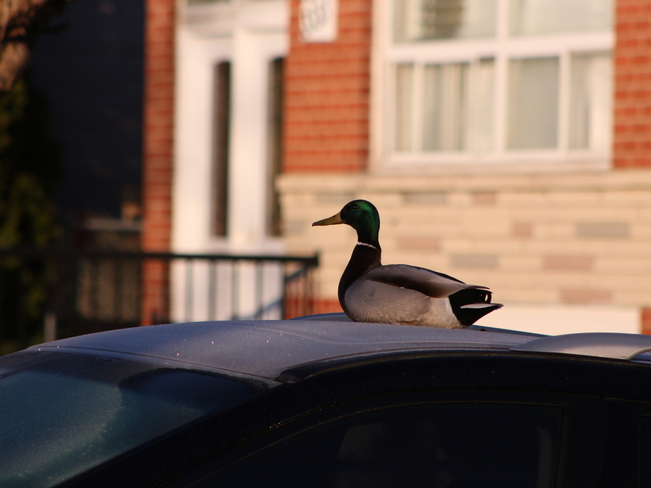 A duck sitting on a vehicle Malton, Ontario | L4T 1N2