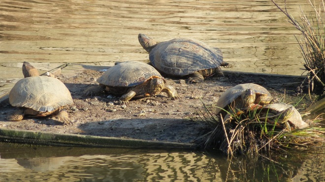 Turtles Richmond, BC