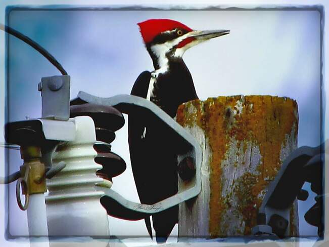 Big woodpecker Grunthal, MB