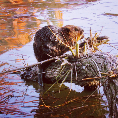 Beaver on the Ottawa River . Ottawa, Ontario, CA