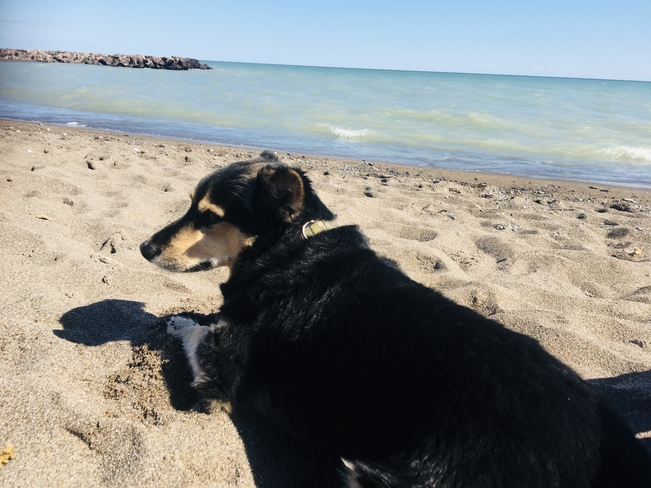 Dog on the beach Balmy Beach, Ontario, CA
