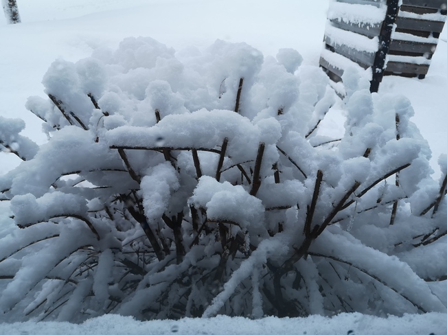 Fusain de neige Beauport, QC