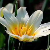tulipe White Emperor