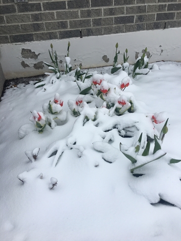 Tulipes d’hiver Saint-Jean-Port-Joli, Québec | G0R 3G0
