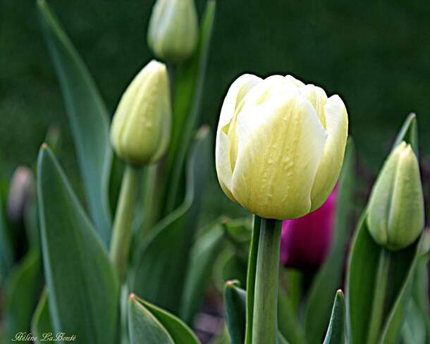 Première tulipe Mirabel, QC