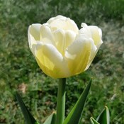 le temps des tulipes
