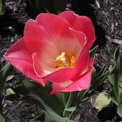 Le temps des tulipes