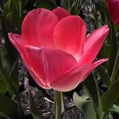 Le temps des tulipes