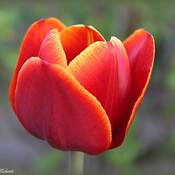 Vive les tulipes..