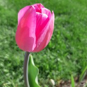 Vive les tulipes