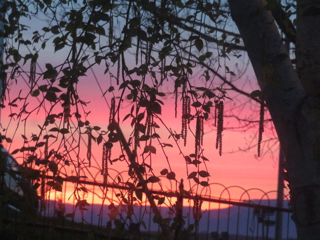 Le coucher du soleil a attiré de nouvelles feuilles Saint-Pierre-de-la-Rivière-du-Sud, QC