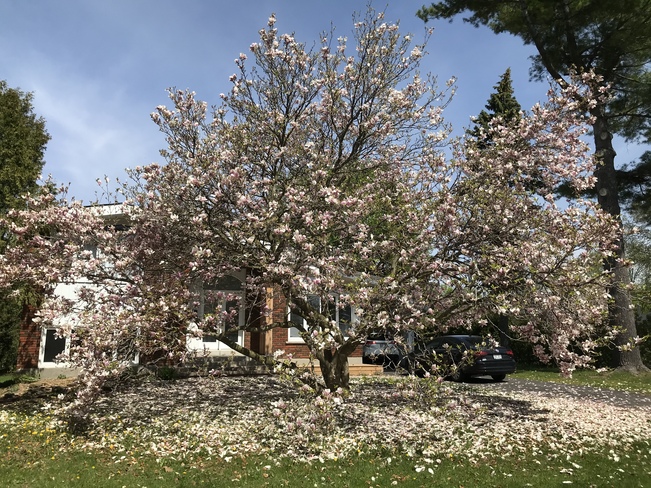 Magnolia la fin du printemps Saint-Bruno-de-Montarville, QC