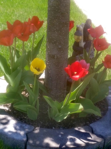 lovely tulips Newmarket, ON