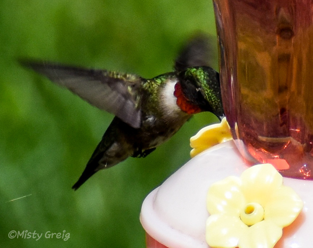 Ruby throated Hummingbird Petawawa, ON