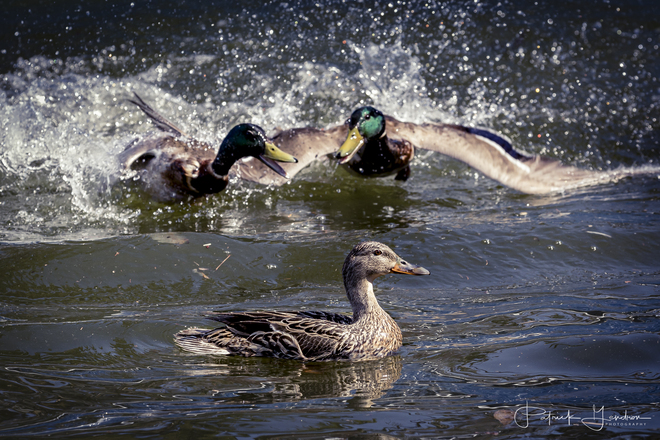 Duck fight