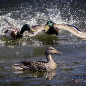 Duck fight