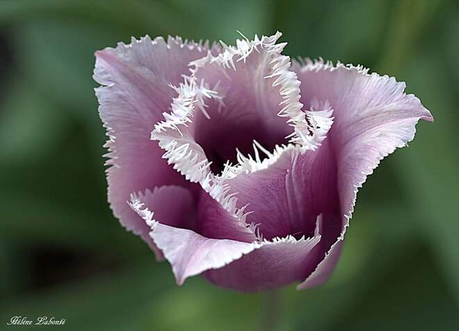 Spéciale cette tulipe Mirabel, QC