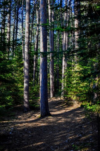 forest walk Keewatin, ON