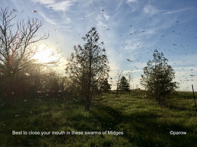 Close your mouth Swarms of Midges. hot humid #backyardweather Toronto, ON