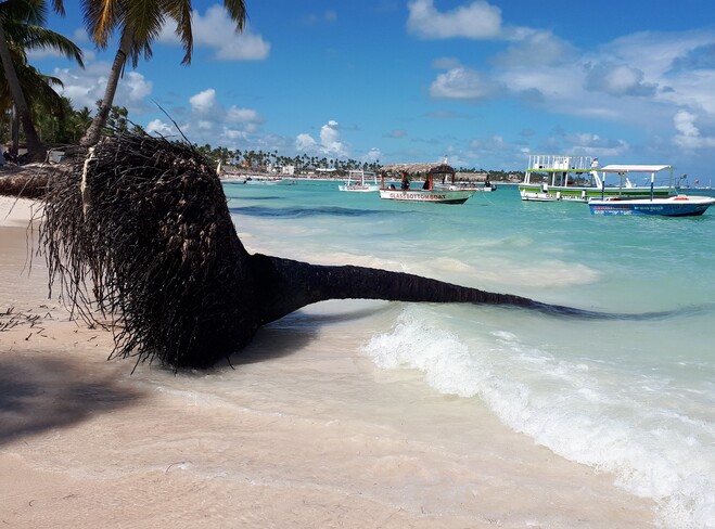 Palm tree fallen Playa bibijagua local 1, Punta Cana 23000, Dominican Republic