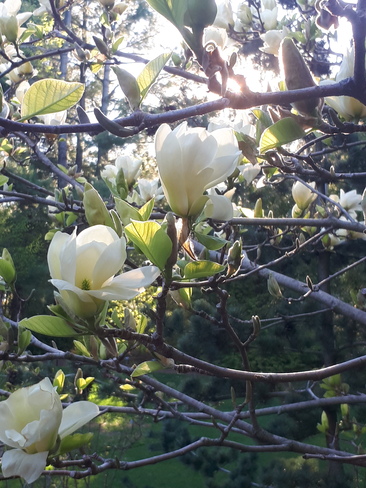 magnolia Saint-Charles-Borromée, QC