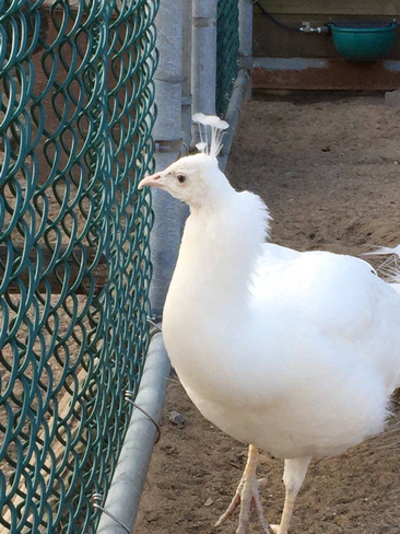 Special White Peacock Montréal, Quebec | H1H 3J8