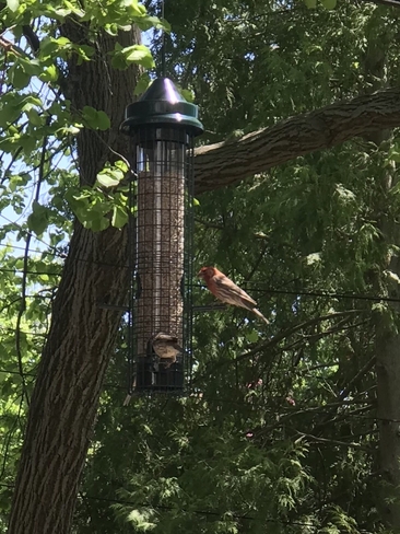 Finches find my feeder Ottawa, Ontario | K1M 1W1