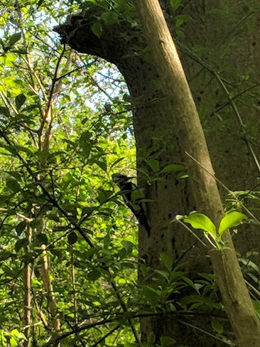 Woodpecker woodpecking Bridle Path-Sunnybrook-York Mills, ON