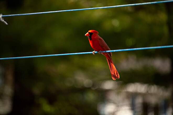 Cardinal on clothesline Nackawic, NB
