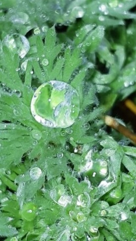 Silvermound Artemisia (Silver moss) Oshawa, ON