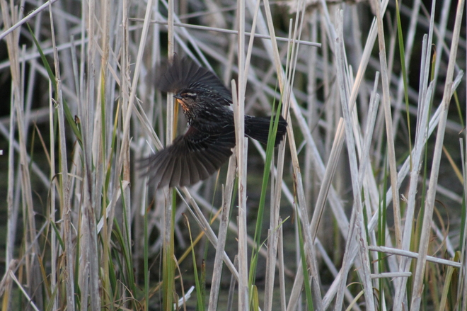 Female red wing black bird Dorchester, Ontario, CA