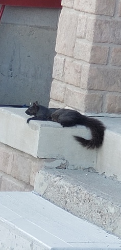 Squirrel Brampton, ON