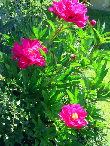 The pretty peonies Vancouver, BC