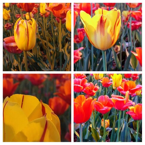 tulipes Laval, QC